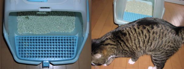 掃除のしやすいネコトイレとオス猫